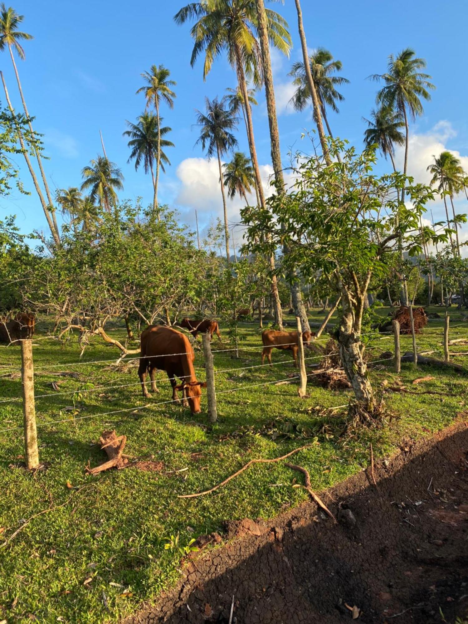Huahine Serenity Cottage Maroe Экстерьер фото